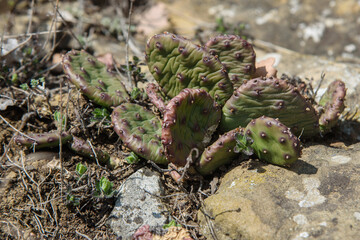 Wild Prickly Pear Cactus, Opuntia in spring. Crimea