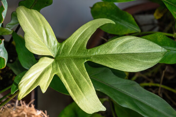 A new leaf on Philodendron Florida Ghost comes out lighter initially than the rest of the foliage...