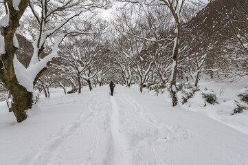 Snow in winter landscape garden in South Korea.