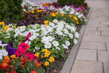 cultivated field of many orange, yellow and white petunia flowers. Floral background, backdrop or wallpaper. garden design.multicolored petunia flowers on a flower bed in summer
