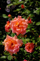 pink rose in full blooming