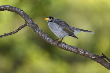 Australian adult Noisy Miner perched tree branch yellow green blurry bokeh background morning light 