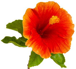 Closeup shot of red hibiscus.