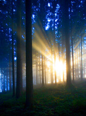 moody forest landscape with  fog and sun shining through the trees,fantasy lanscape, 