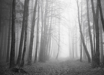 Naklejka premium Moody forest landscape with fog,fantasy lanscape, 