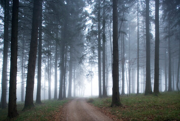 Trail in moody forest landscape with fog,fantasy lanscape, 