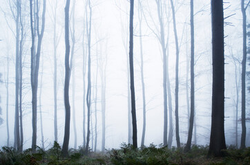 Moody forest landscape with fog,fantasy lanscape, 
