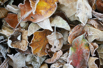 leaves with ice crystals