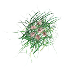 Fototapeta premium wild field grass, top view, isolated on a transparent background, 3D illustration, cg render