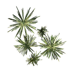 wild field grass, top view, isolated on a transparent background, 3D illustration, cg render