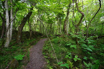 fine path through spring forest
