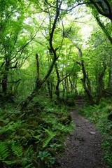 Fototapeta premium path to deep forest