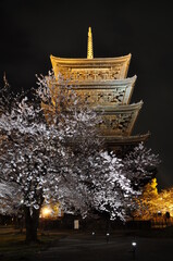 京都東寺に咲いている満開の桜と五重塔