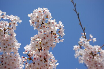 清水寺に咲く満開の桜