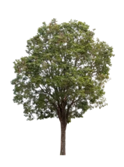  Isolated single tree greenery botanical © releon8211