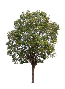Fototapeta Isolated single tree greenery botanical