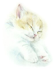 Sleeping white fluffy domestic kitten. Watercolor hand drawn illustration - 564135032