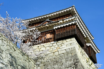Fototapeta na wymiar 松山城に咲く満開の桜