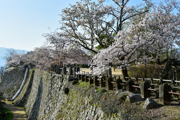 松山城に咲く満開の桜