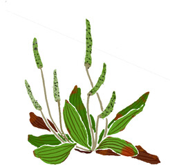 Watercolor Chinese ink paint art plant Dooryard Weed