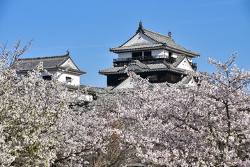 松山城に咲く満開の桜