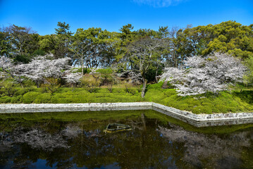 松山城に咲く満開の桜