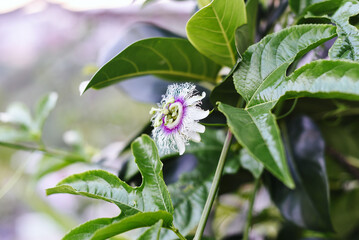 Obraz premium Passiflora edulis or flower of passion fruit growing in Da Lat Vietnam