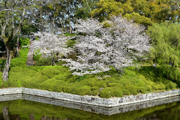 Fototapeta premium 松山城に咲く満開の桜