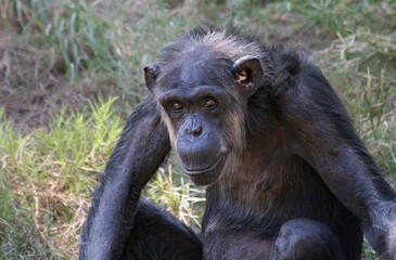 Adult chimpanzee sits in green grass