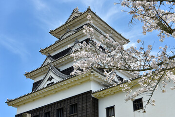 Fototapeta na wymiar 大洲城に咲く満開の桜
