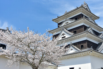 Fototapeta premium 大洲城に咲く満開の桜