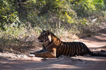 Fototapeta premium Close up of a resting tiger in the jungle with use of selective focus