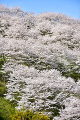 満開に咲く桜の山