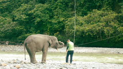 Obraz premium Sumatran Elephants in Conservation Response Unit Tangkahan