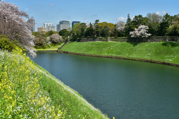 皇居のお堀で満開に咲く桜と菜の花