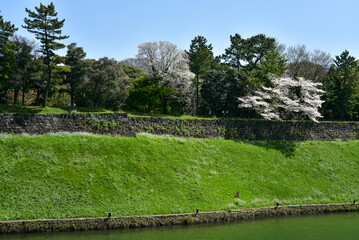 Fototapeta na wymiar 皇居のお堀で満開に咲く桜と菜の花