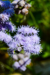 Hutan Pinus Rahong, Bandung, Indonesia - August 08, 2022: Ageratum Houstonianum, Commonly Known As Flossflower, Bluemink, Blueweed, Pussy Foot Or Mexican Paintbrush. With Selected Focus.