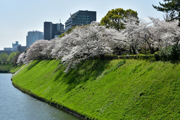 皇居のお堀で満開に咲く桜と菜の花