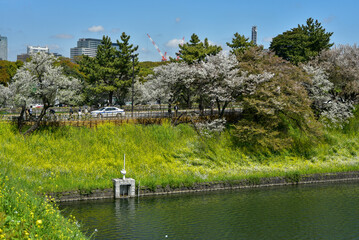 皇居のお堀で満開に咲く桜と菜の花