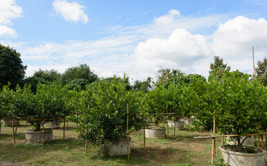 Fototapeta na wymiar Organic lemon garden grown in cement pipes, Many lemon trees with nature background, Lemon farm
