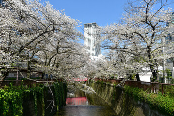 Obraz premium 満開に咲く目黒川の美しい桜