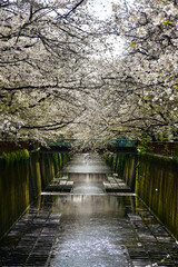 満開に咲く目黒川の美しい桜