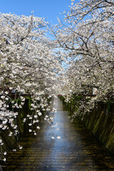 満開に咲く目黒川の美しい桜