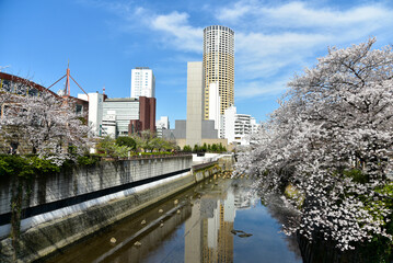 満開に咲く目黒川の美しい桜