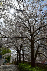 満開に咲く目黒川の美しい桜