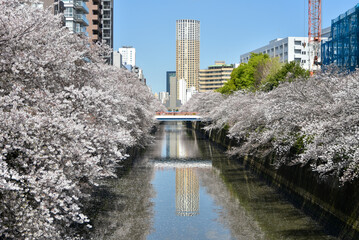 満開に咲く目黒川の美しい桜