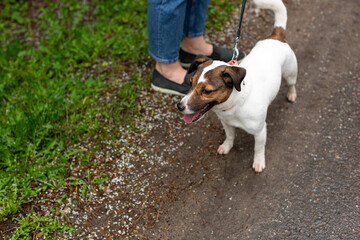 Jack Russell Terrier dog on a walk with the owner