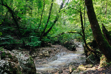 a running river in the rocks between the green trees