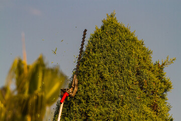 Close-up of a worker carefully trimming an electric trimmer that forms the top of large green bushes. Male gardener cutting a hedge - obrazy, fototapety, plakaty