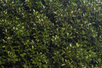 Close-up of a beautiful fresh bush branch with green leaves